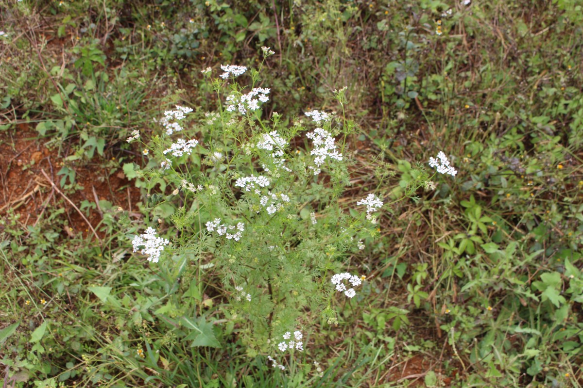 Coriandrum sativum L.